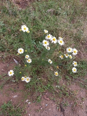 Tripleurospermum inodorum