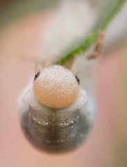 Monostegia abdominalis