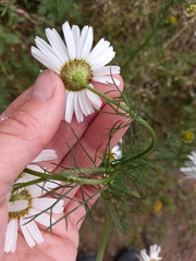 Tripleurospermum inodorum