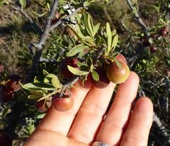 Diospyros lycioides lycioides
