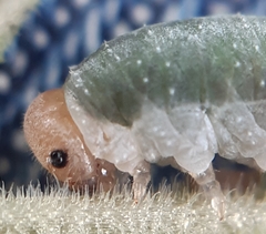 Monostegia abdominalis