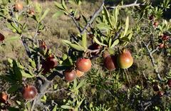 Diospyros lycioides lycioides