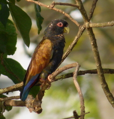 Bronze-Winged Parrot photo 5