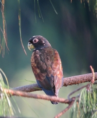 Bronze-Winged Parrot photo 2