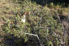 Diospyros lycioides lycioides