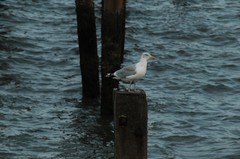 Larus argentatus