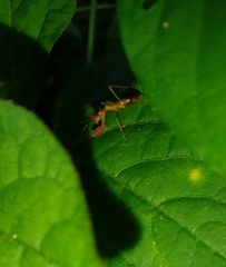 Hapalopezella maculata