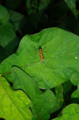 Hapalopezella maculata