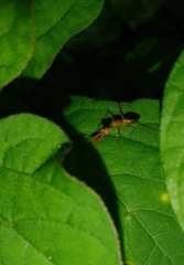 Hapalopezella maculata