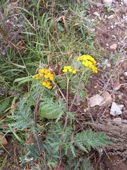 Tanacetum vulgare boreale