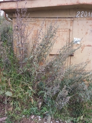 Artemisia leucophylla