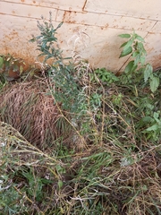 Artemisia leucophylla