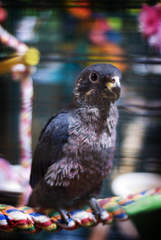 Dusky Parrot photo 2