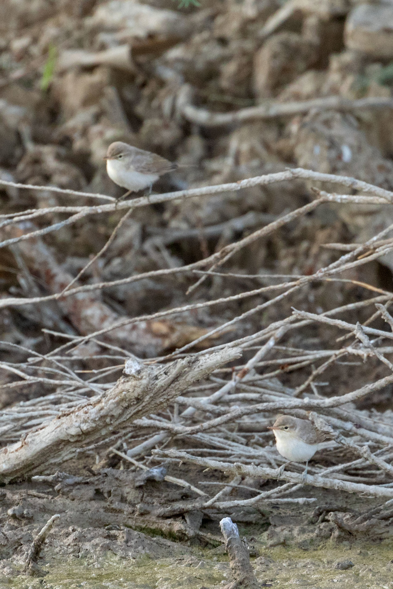 Booted Warbler