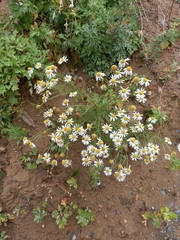 Tripleurospermum inodorum