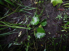 Micranthes nelsoniana aestivalis