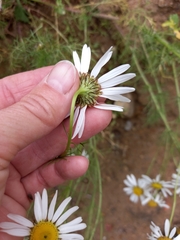 Tripleurospermum inodorum