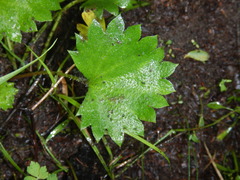 Micranthes nelsoniana aestivalis
