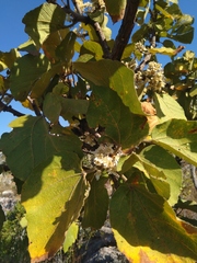 Dombeya rotundifolia