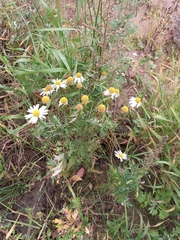 Tripleurospermum inodorum