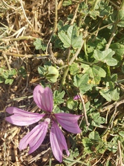 Malva sylvestris