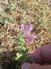 Malva sylvestris