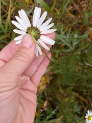 Tripleurospermum inodorum