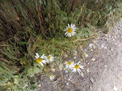 Tripleurospermum inodorum