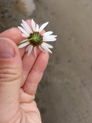 Tripleurospermum inodorum