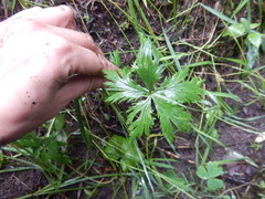 Trollius riederianus
