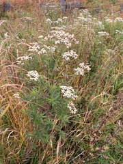 Achillea salicifolia