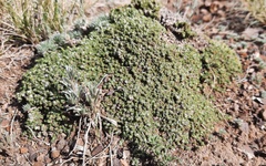 Nanophyton grubovii