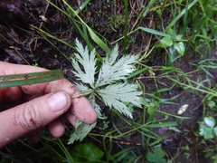 Trollius riederianus