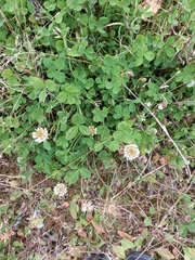 Trifolium repens