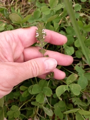 Euphrasia hyperborea