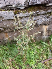Artemisia leucophylla