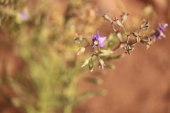 Halgania solanacea