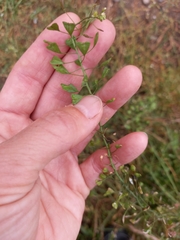 Capsella bursa-pastoris