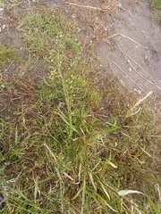 Capsella bursa-pastoris