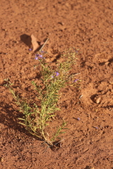 Halgania solanacea