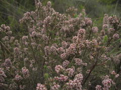 Erica setacea