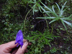Aconitum kuzenevae