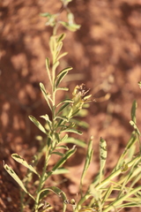 Halgania solanacea