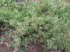 Capsella bursa-pastoris
