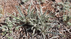 Ancathia igniaria