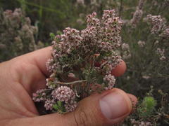 Erica setacea