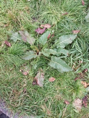 Rumex aquaticus