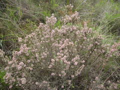 Erica setacea