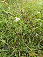 Achillea alpina camtschatica