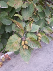 Alnus alnobetula fruticosa
